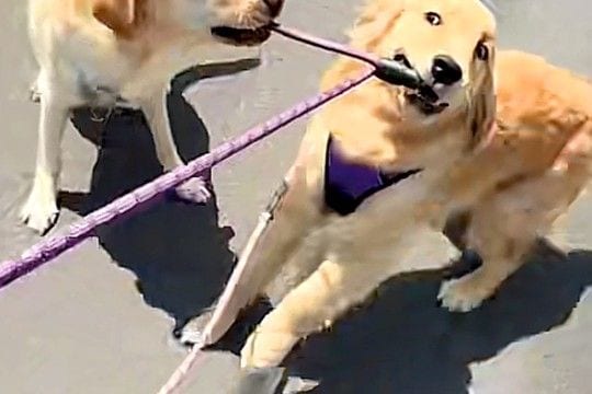 『絶対に帰りたくない大型犬』VS『帰りたい大型犬』お互いの意見が食い違った『まさかの攻防戦』に爆笑「カオスで草」「2匹で散歩行けそうw」