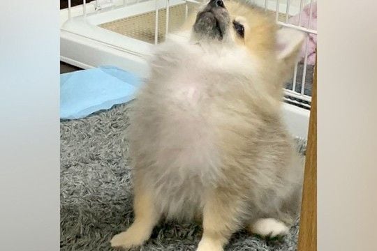 胸毛が『パヤパヤ』している子犬→5年後の現在は…もはや別犬な『立派すぎる光景』に4万いいね集まる「貫禄あって草」「差が激しくて吹いたw」
