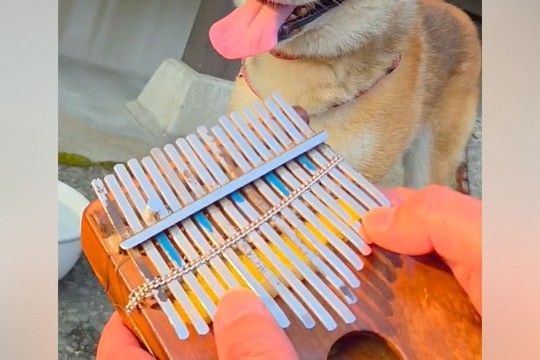プロのカリンバ奏者が『犬の呼吸を聞いた』結果→おもむろに楽器を取り出して…シュールすぎる光景に4万いいね「続きを…!」「メトロノームで草」