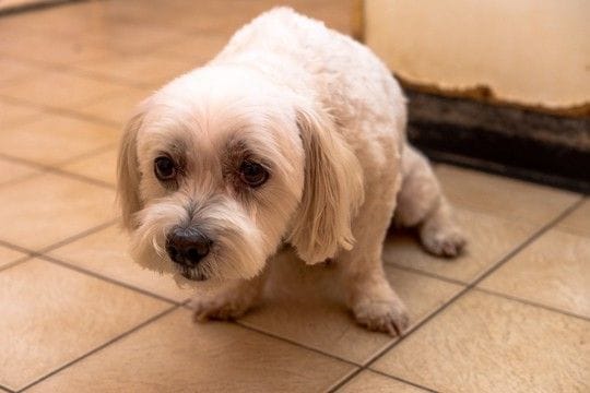 犬が『怖い』と感じるもの4選 ビビリなワンコの共通点や安心させるためにできることまで