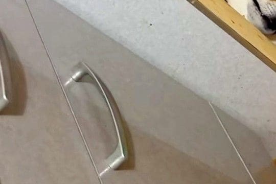 台所で作業中、なぜか『視線』を感じたので振り返った結果…予想外すぎる『まさかの光景』が122万再生「目バキバキで草」「顔がオカルトw」