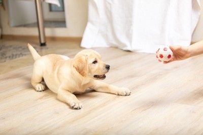 ボール遊びをするラブラドールレトリバーの子犬
