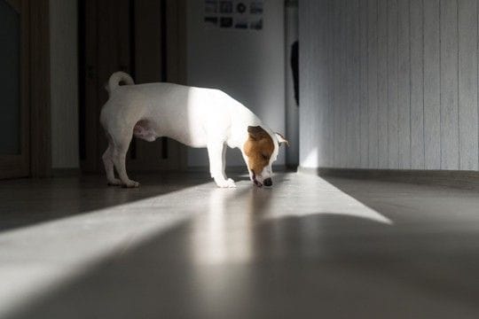 犬が『家の床を舐める』理由5つ 執拗にペロペロする心理や止めさせるための対処法まで