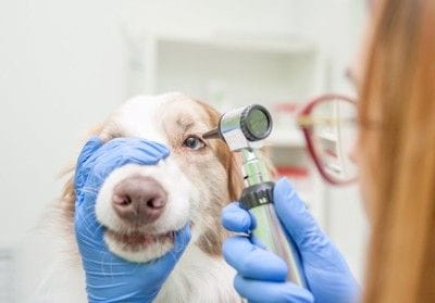犬の目を診察する