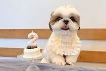 お誕生日で『記念写真』を撮影した犬→『可愛く撮れた』と思ったら、映え写真の裏側で…『努力が生んだ一枚』に反響「こんな裏側がｗ」「可愛い」