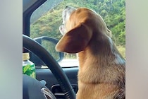 車で『乃木坂46』を流すと大熱唱する犬→途中で曲を止めると…まるで人間のような『シュールな光景』が32万再生「可愛すぎ」「止まったｗ」