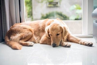 窓辺でしょんぼりしている犬