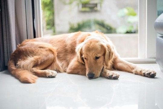 犬が『ネガティブな感情』になっているサイン6選　不安な気持ちのワンコがみせる行動とは？