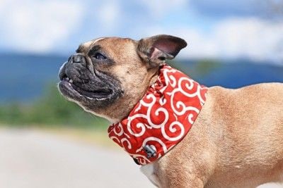 首に保冷剤を巻く犬