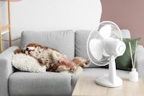 犬が『暑い』と感じる温度とは？愛犬にとって快適な室温は何度なの？夏場の注意点まで解説