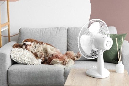 犬が『暑い』と感じる温度とは？愛犬にとって快適な室温は何度なの？夏場の注意点まで解説