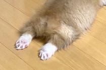 おもちゃで遊んでいた赤ちゃん犬→『急に静かになったな』と思ったら…あまりにも愛おしい『まさかの光景』に21万いいね「可愛すぎる」「天使」