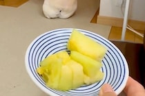 暑い日、お散歩に行けなくて悲しむ犬→大好物の『メロン』を差し出すと…人間の子供のような拗ね方が36万再生「哀愁がｗ」「背中で語ってて草」