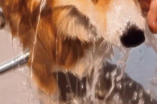 『シャンプーする』と告げられ、ブチギレる犬→それでも連行されてしまい…すべてを悟った『哀愁漂う表情』が12万再生「爆笑ｗｗ」「顔が最高」