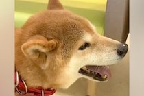 警察から『迷子犬』を保護→病気の治療後、里親が決まったものの再発してしまい…涙溢れる『１匹のワンコの物語』に感動「泣いた」「凄い、尊敬」