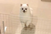 大好きなパパと4日間も会えなかった犬→再会した瞬間、喜び過ぎて『耳』が…まさかの『アザラシ化』する光景に反響「可愛すぎ」「全力で最高」
