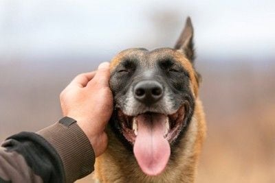 笑顔の犬