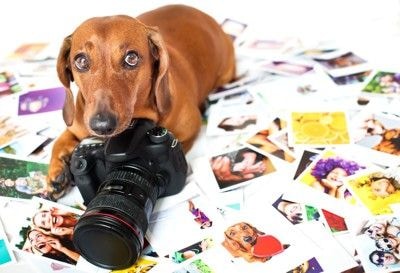 犬とカメラと写真