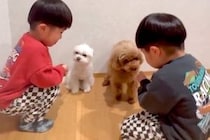 双子の小さな男の子が、2匹の犬に『お名前は？』と質問をした結果→微笑ましい『勘違い』に反響「かわいい」「温度差半端ないけどほっこり」