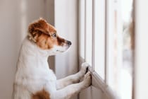 犬は『飼い主の足音』を判別することができるの？帰宅を察知する理由や驚きの能力まで