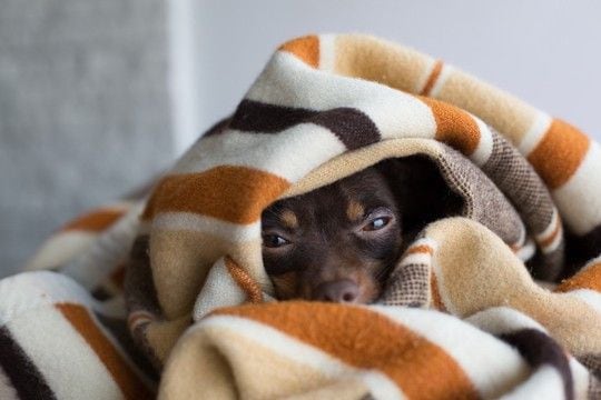 犬が『飼い主に気づかれないように隠れる』5つの心理　見つけたときの適切な対応とは？