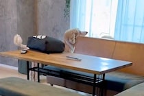 『ママが出かけてしまった』と慌てる大型犬→後ろから『いるよ』と声をかけた結果…気付いた瞬間の『反応』が22万再生「きまずくて草」「可愛い」