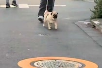 散歩中、偶然ママに遭遇したら犬は気付くか？検証した結果→目の前でジーっと見つめて…まさかの反応が250万再生「可愛い」「あれ？って顔ｗ」