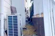 超大型犬と柴犬に『おいで』と言った結果→狭い通路を通ってきて…『まさかのハプニング』が136万再生「サイズ差がｗ」「洗車機みたいで草」
