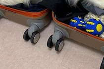 友人の結婚式のため遠出の準備→ケースを出すと、犬が『荷物に紛れれば一緒に行ける』と考えて…まさかの光景に1万いいね「連れて行くしかないｗ」