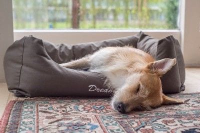 ベッドで寝る犬