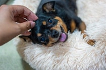 犬が『うれしょん』する理由4選　改善する方法はあるの？主な原因や対策まで