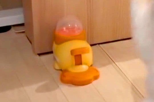 犬に『オヤツが出るおもちゃ』を与えた結果→『遊んでくれるかな』と思いきや…衝撃的な『使い方』が96万再生「可愛すぎる」「渾身の神頼みw」