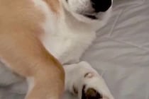 朝、一緒に寝た犬に『おはよう』と声をかけた結果→『喜ぶかな』と思ったら…まさかの態度が64万再生「よそよそしいｗｗ」「凄い他人顔で草」