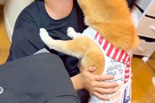 息子が家に遊びに来たら、犬が『いらっしゃい!』と大歓迎をして…あまりにも丁寧な『ごあいさつ』に絶賛の声「愛がすごいww」「大好きなんだ」
