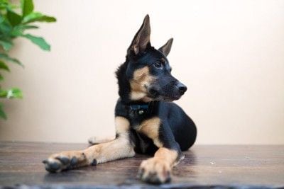 横を向いている犬