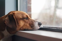犬が『ひとりになりたい』と思っているときにみせる行動5つ　構ってほしくないサインや判断する方法まで