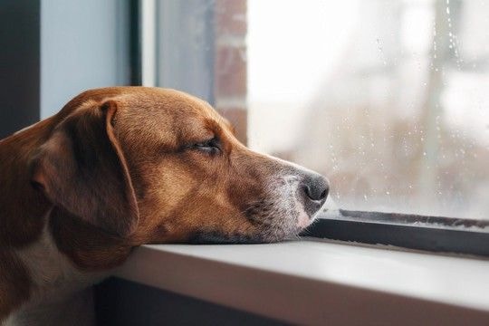 犬が『ひとりになりたい』と思っているときにみせる行動5つ 構ってほしくないサインや判断する方法まで