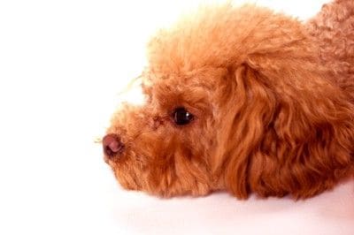 ぐったりする犬