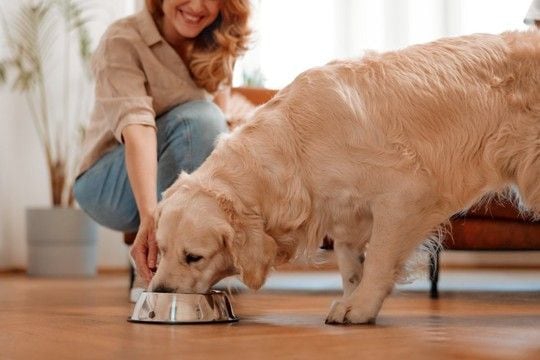 犬が大好きな『食べ物』7選 栄養価が高く、与えたほうがいい食材や避けるべきモノまで