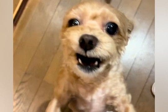 4日ぶりに犬と再会した結果→『大喜びしてくれた』と思ったら、5分おきに…想像と違う『まさかの展開』が84万再生「感情がw」「多重人格で草」