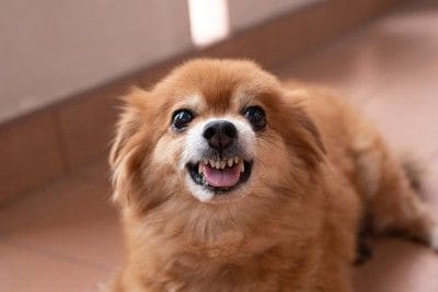 威嚇、ポメラニアン