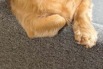ふと『ソファでくつろぐ犬』を見た結果→なぜか『ひじ掛け』に…あまりにも人間すぎる『貫禄ある光景』が10万再生「くつろいでて草」「声出たｗ」
