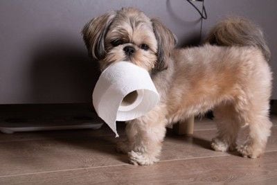 トイレットペーパーをくわえる犬