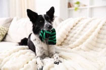 犬にオススメな『手作りおもちゃ』5つ　おうちで簡単に作成できる知育玩具とは？