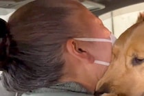 おばあちゃんの退院の日、車で『大型犬と猫と一緒にお迎えに行った』結果→3週間ぶりの再会で…尊すぎる光景に反響「みんな嬉しそう」「泣けた」