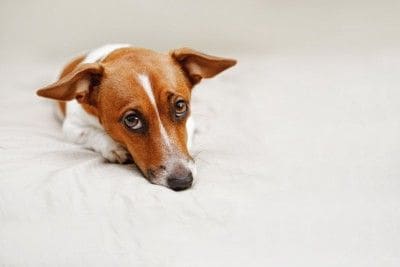 ベッドで上目遣いする犬