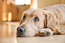 犬が『自信を失くした』ときにみせる行動5選　愛犬の自己肯定感を高める接し方まで解説