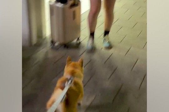 駅まで『夏休みで帰省する娘』のお迎えへ→一緒に行った犬が、姿を見た瞬間…尊すぎる『2ヶ月ぶりの再会』に絶賛「嬉しさが伝わる」「勢いすごい」