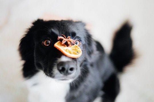 犬に『香辛料』が絶対NGな理由3つ 食べてしまうとどうなるの?身体への悪影響とは