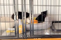 『川に捨てられていた子猫』を発見した犬→連れて帰ると、母性が爆発して…まるで『本当の母のような光景』に4万いいね「優しい」「心温まる」